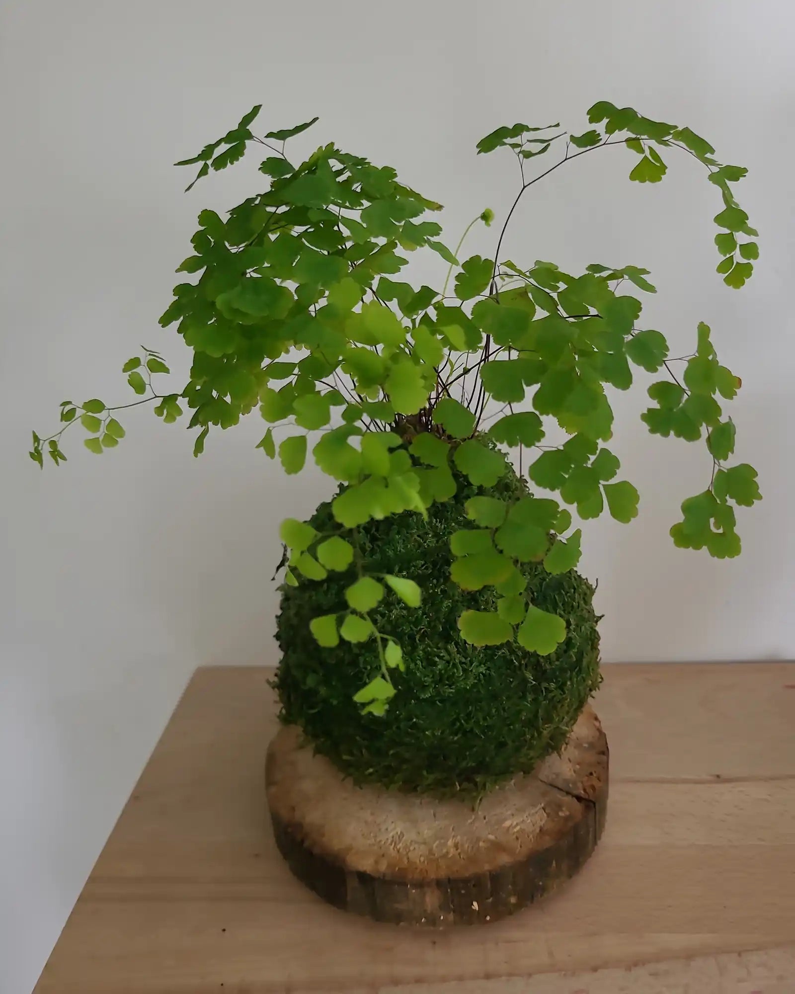 Kokedama Adiantum