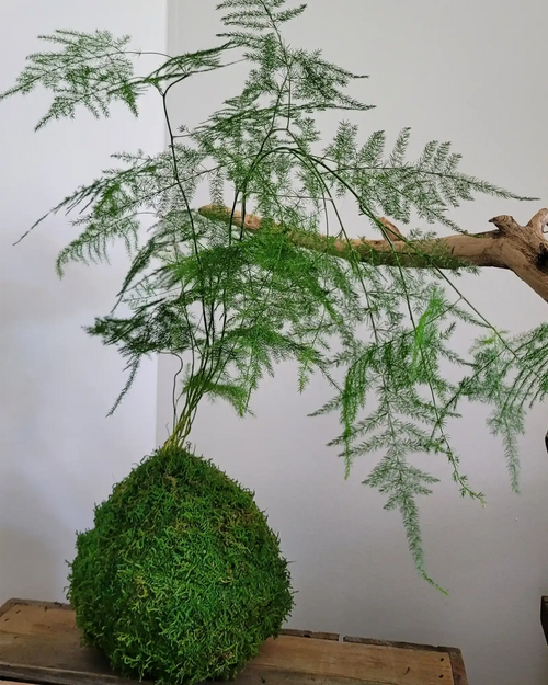 Kokedama asparagus plante