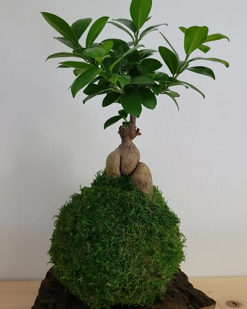 Kokedama Ficus Ginseng racines apparentes sur sa sphère de mousse, art japonais