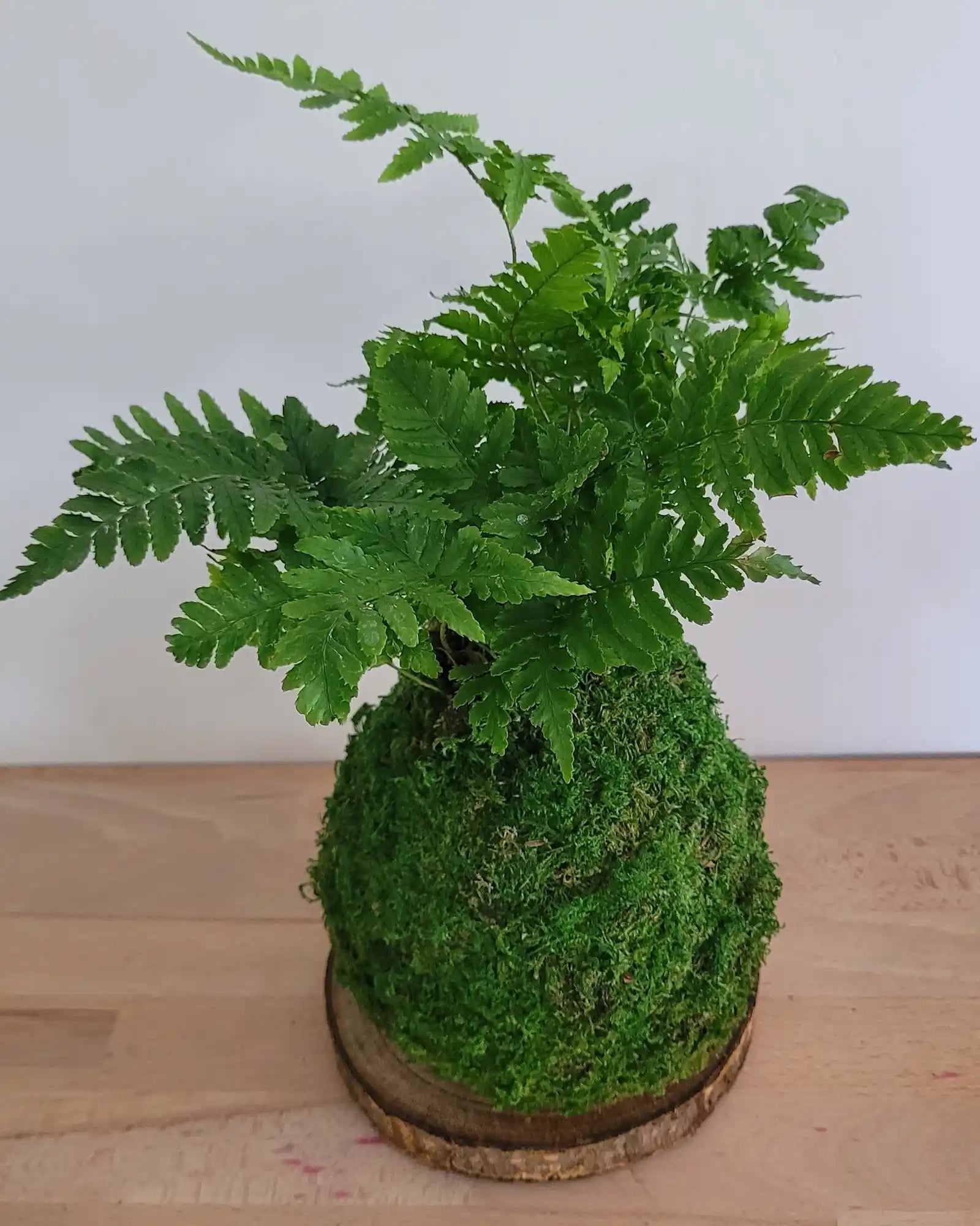 Kokedama Fougère personnalisable