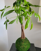 Kokedama Pachira