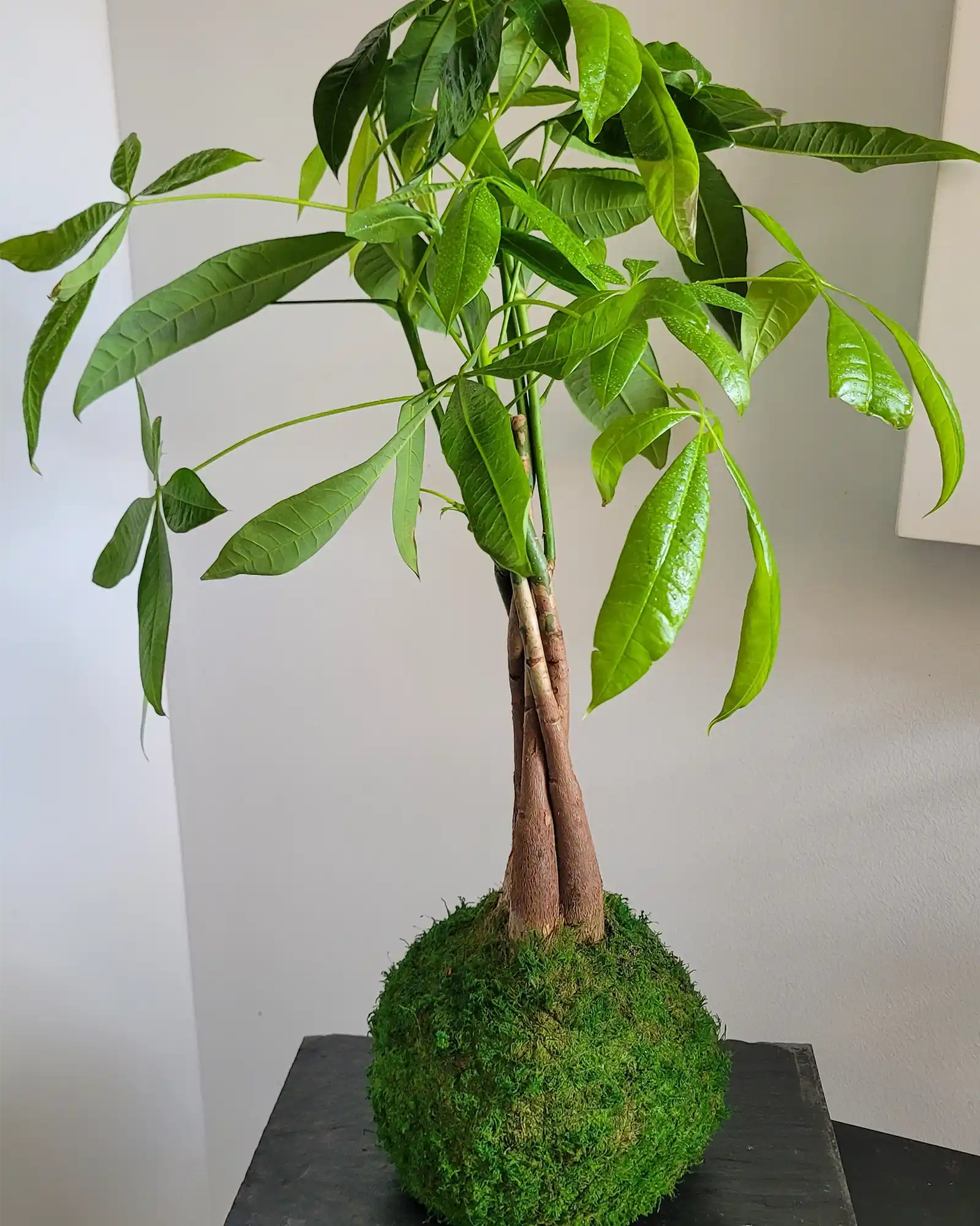 Kokedama Pachira