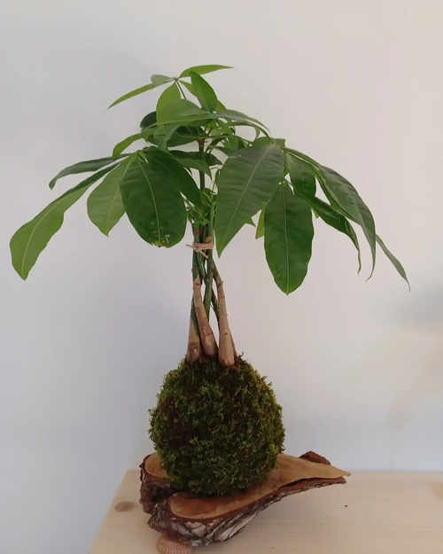 Kokedama Pachira sur sphère de mousse posé sur une écorce de bois en forme de coeur
