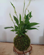 Kokedama Spathiphyllum