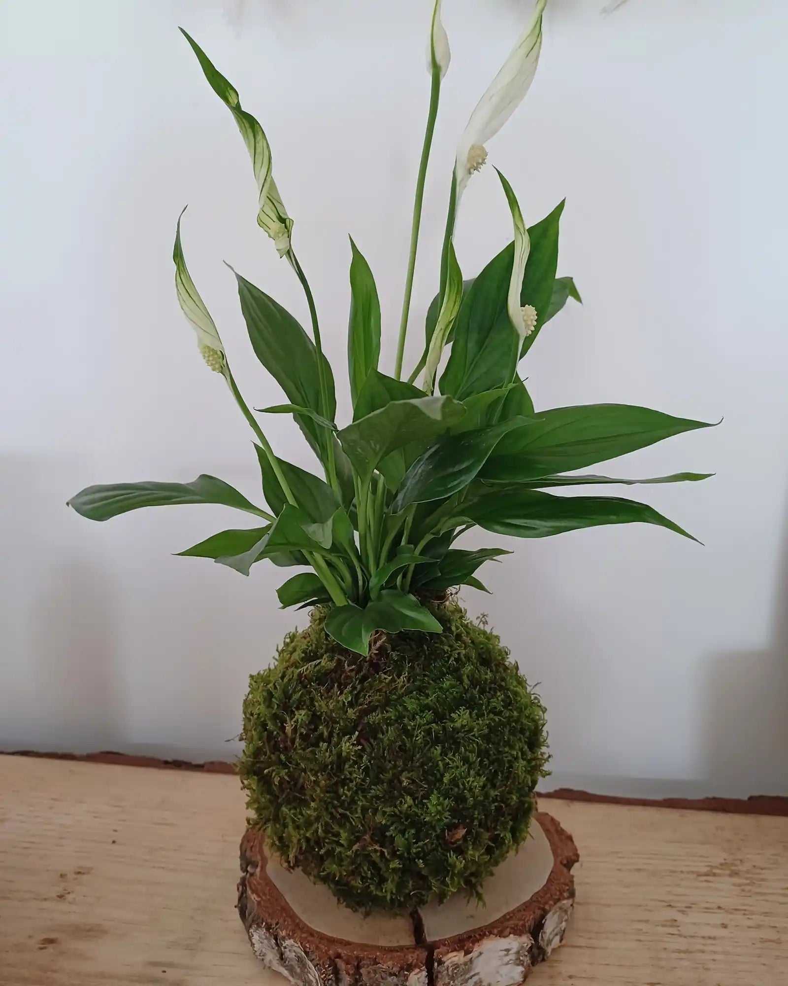 Kokedama Spathiphyllum