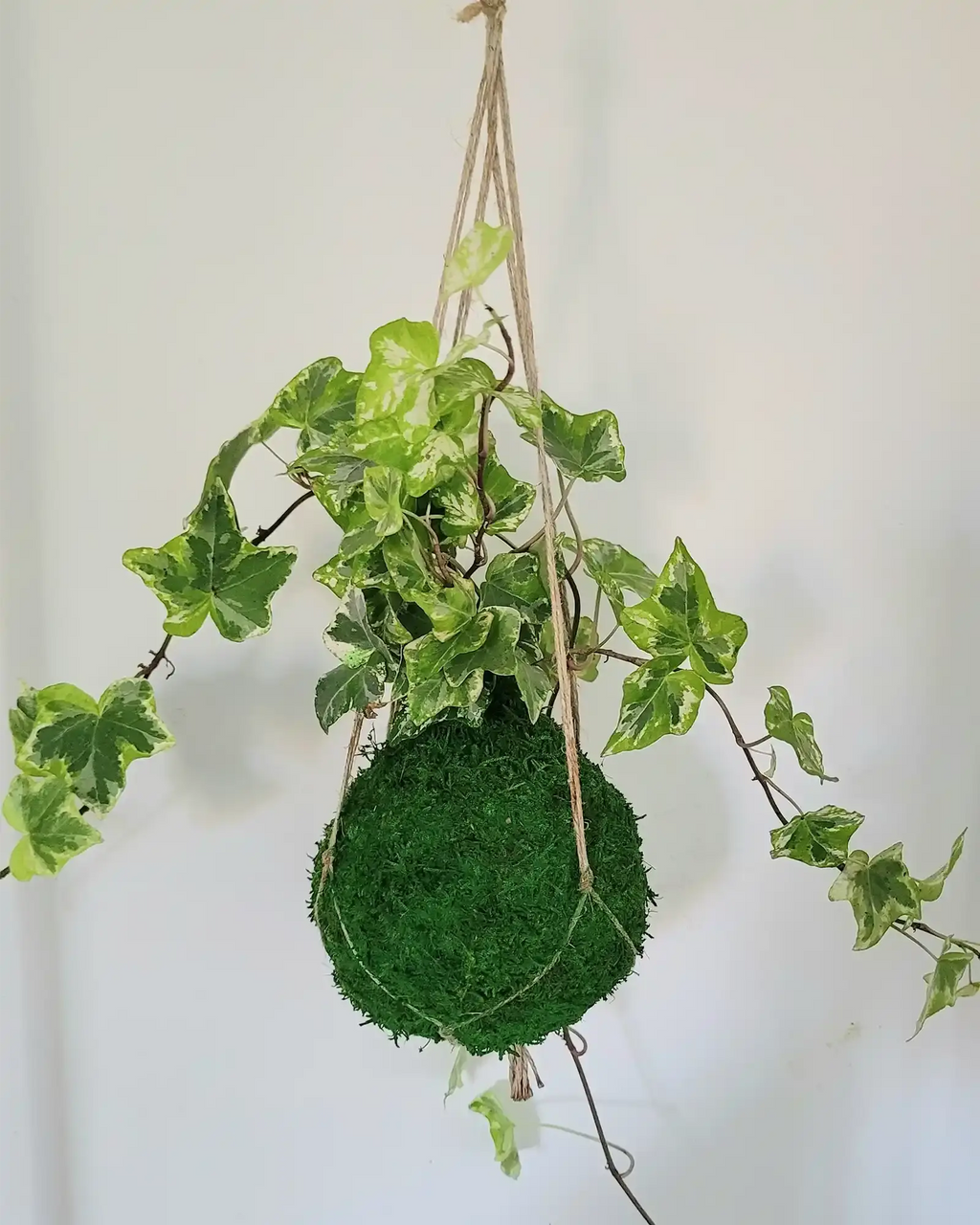 Kokedama lierre en suspension macramé plante grimpante sphère de mousse fleur verte