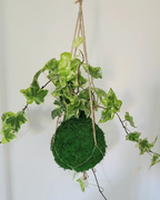 Kokedama lierre en suspension macramé plante grimpante sphère de mousse fleur verte