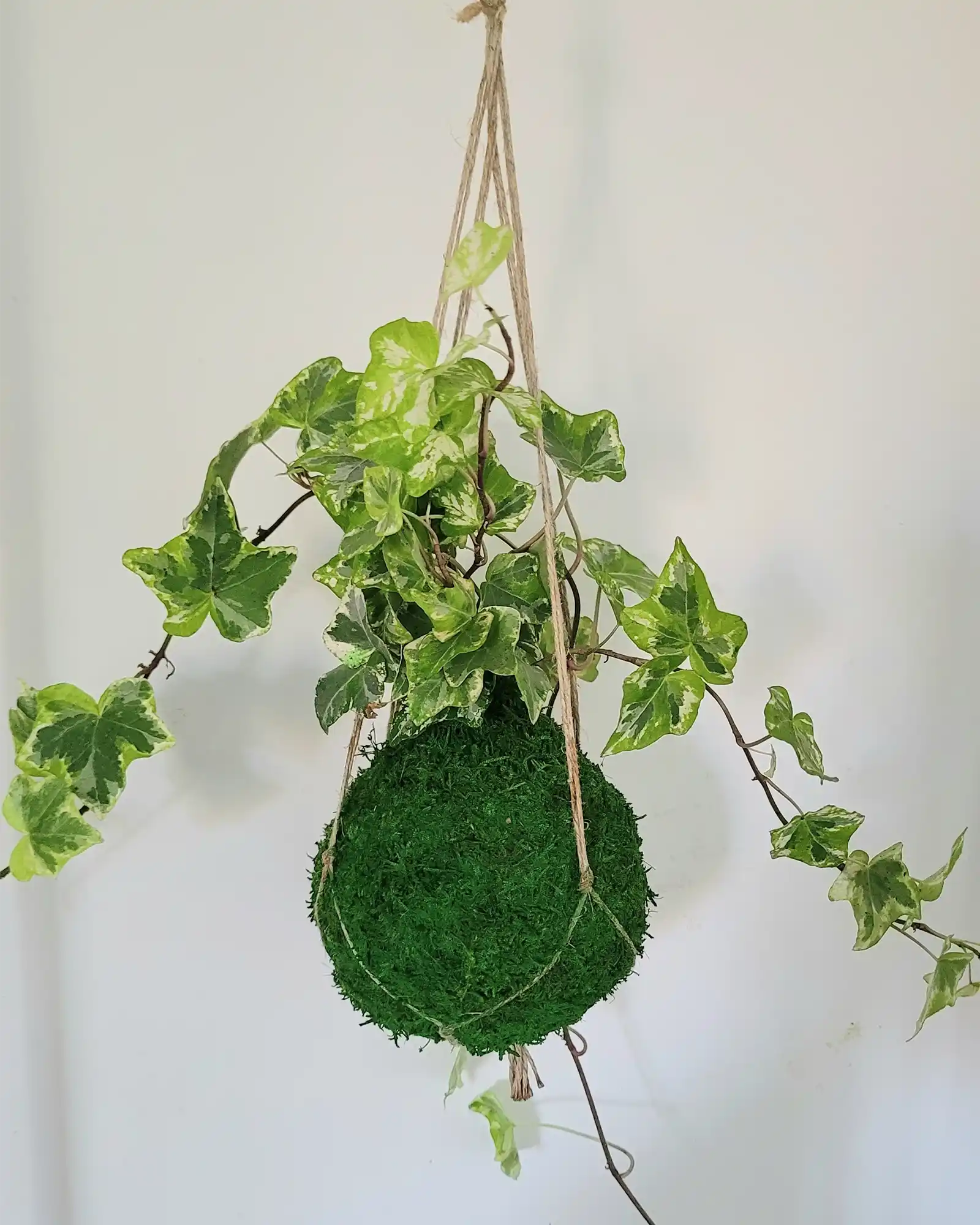 Kokedama Lierre en suspension