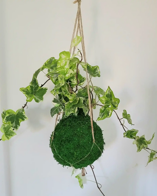 Kokedama lierre en suspension macramé plante grimpante sphère de mousse fleur verte