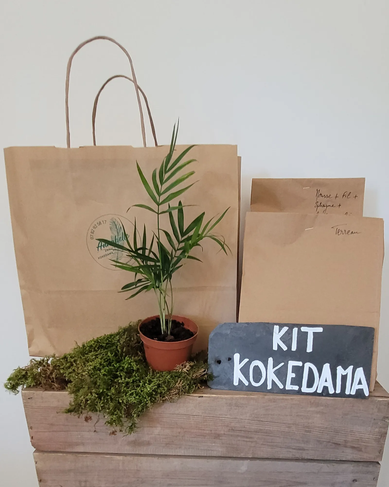 Kit Kokedama Chamaedorea