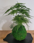 plante décoration kokedama asparagus