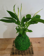 Kokedama Spathiphyllum