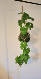 Kokedama Lierre en suspension Annabelle Nature