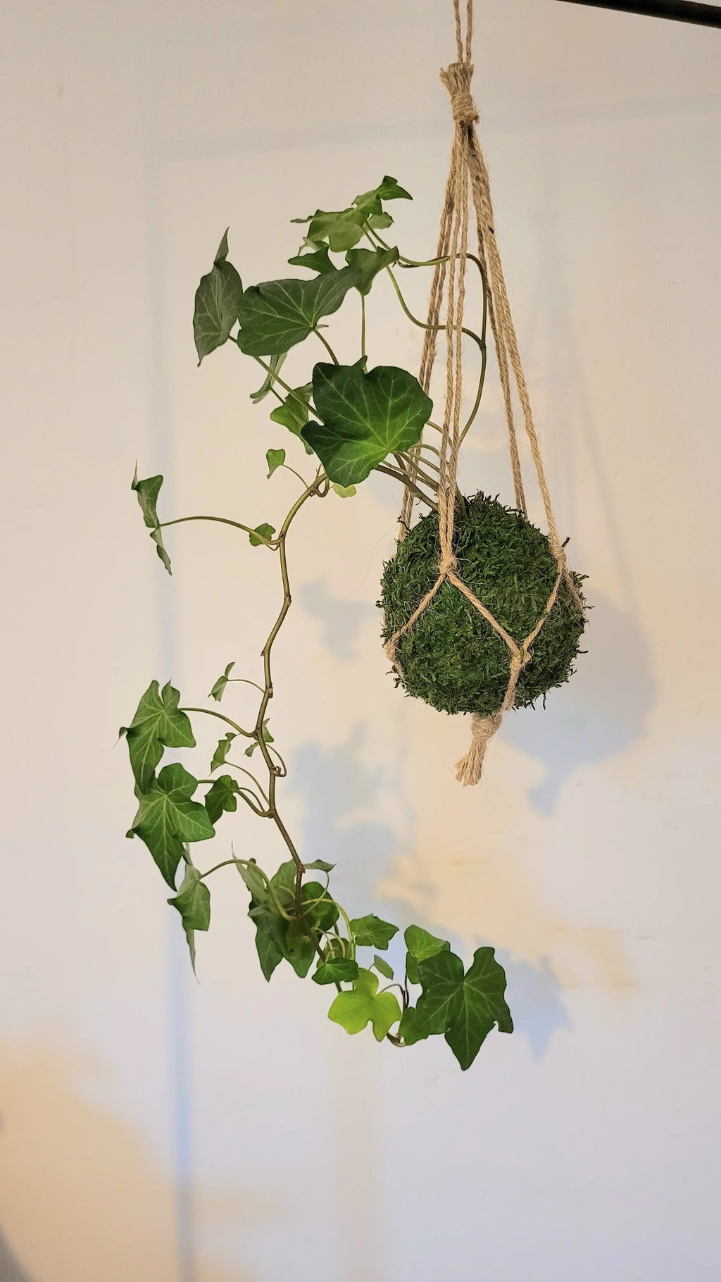 Kokedama Lierre en suspension Annabelle Nature