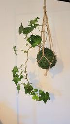 Kokedama Lierre en suspension Annabelle Nature